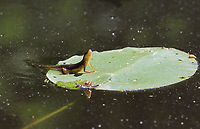 Eastern Newt (Adult) - Notophthalmus viridescens This salamander was resting on a lily pad - a behavior I've never seen before. In this photo, it had it's left arm up in the air, which made it look extra cute.<br />
<br />
Habitat: Woodland pond that was covered in pollen<br />
https://www.jungledragon.com/image/95652/eastern_newt_adult_-_notophthalmus_viridescens.html Eastern newt,Geotagged,Notophthalmus viridescens,Spring,United States,salamander