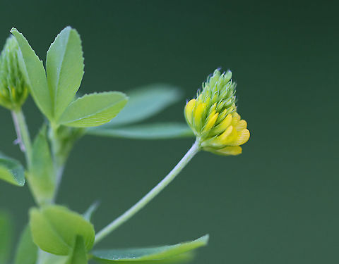 Hop Clover - Trifolium campestre Small, yellow pea flowers that are clustered in roundish heads above leaves that are divided into three leaflets. Flower heads were approximately 2 cm wide. The flowers, leaves, and seeds of this plant are edible. The flowers can be used in tea, the seeds can be roasted and eaten as is or they can be ground into flour, and the leaves are good tossed in salad.

Habitat: Meadow  Geotagged,Hop Trefoil,Spring,Trifolium,Trifolium campestre,United States,trefoil
