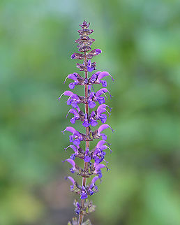 Meadow Sage - Salvia pratensis Habitat: Rural garden Geotagged,Salvia,Salvia pratensis,Spring,United States,meadow sage,sage