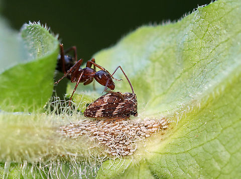 Treehopper being tended by ant - Publilia concava with Formica sp. Treehoppers are often tended by ants as part of a mutualistic relationship. Treehoppers secrete honeydew, which is made mostly from excess plant sap that they consume. Ants "farm" the treehoppers for their honeydew. To do this, an ant grasps a treehopper and strokes it with its antennae. This causes a droplet of honeydew to appear at the tip of the treehopper&rsquo;s abdomen, which the ant then consumes. Both insects benefit from this mutualistic relationship: The ants get honeydew, and in return, they protect the treehoppers from predators.

Female treehoppers deposit eggs along the midrib of host plants. Nymphs and adult treehoppers are tended by ants, and this tending has a strong positive influence on treehopper survival.

In this shot, there was one treehopper, eggs, and an ant (Formica sp.)

Habitat: Rural garden Formica,Geotagged,Publilia concava,Spring,United States,ant,mutualism,treehopper