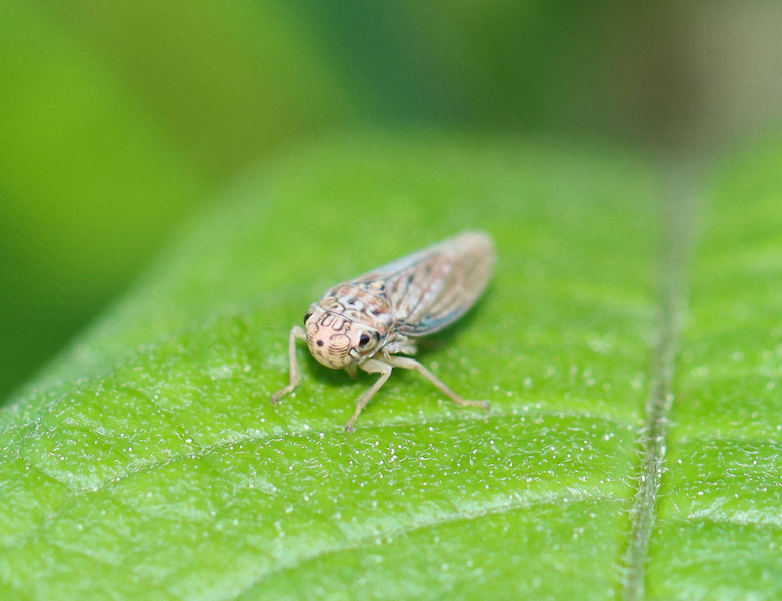 Neokolla hieroglyphica This leafhopper had a pink hue and an M-shaped mark between its eyes.<br />
<br />
Habitat: Rural garden Cicadellidae,Geotagged,Neokolla,Neokolla hieroglyphica,Spring,United States,leafhopper