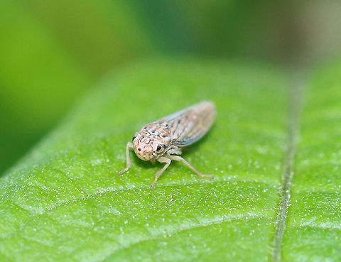 Neokolla hieroglyphica This leafhopper had a pink hue and an M-shaped mark between its eyes.

Habitat: Rural garden Cicadellidae,Geotagged,Neokolla,Neokolla hieroglyphica,Spring,United States,leafhopper