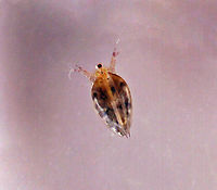 Water Flea - Suborder Cladocera, Simocephalus sp.? This water flea is full of eggs! <br />
<br />
Habitat: Scooped from a pond edge and photographed at home with a digital microscope.<br />
<br />
https://vimeo.com/430166096 Cladocera,Daphnia,Geotagged,Simocephalus,United States,water flea