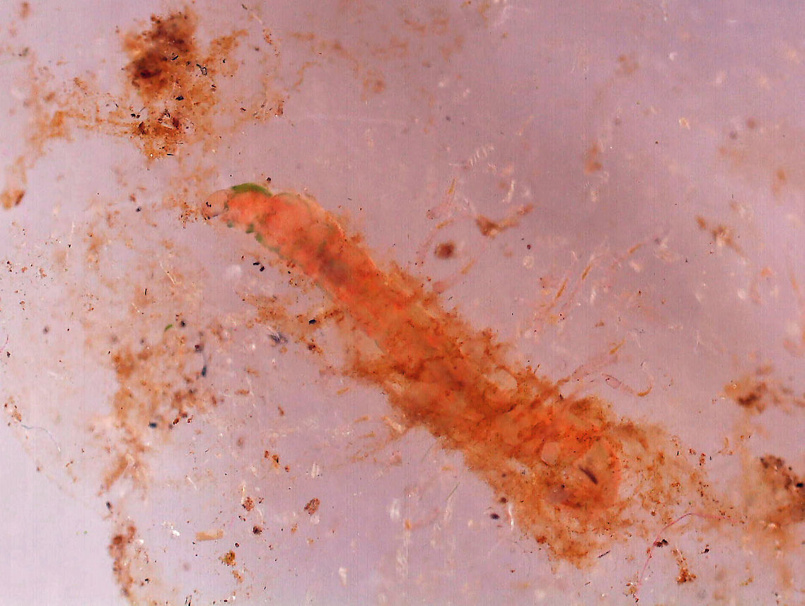 Midge (Chironomidae) Larva with Midge (Tanypodinae) Larvae Well. This is weird and I wish I had better photos, but this was super hard to photograph. <br />
<br />
What you are looking at is a gelatinous blob with tiny midge eggs (Tanypodinae). In the center of the blob is a large Chironomid larva that appeared to have gotten inside the blob somehow and made itself a tunnel. It was eating the goo or the eggs, I'm not sure. <br />
<br />
***This photo was taken 48 hours after collection. The tiny midge larva had grown and the gelatinous matrix was really a mess.<br />
<br />
Habitat: Collected in a pond and photographed at home.<br />
<br />
Video on Day 1: <section class="video"><iframe width="448" height="252" src="https://player.vimeo.com/video/430465270?title=0&byline=0&portrait=0" frameborder="0"></iframe></section><br />
<br />
Video after 48 hours: <section class="video"><iframe width="448" height="252" src="https://player.vimeo.com/video/430466114?title=0&byline=0&portrait=0" frameborder="0"></iframe></section><br />
<br />
Photo from Day 1 (Day of Collection):<br />
<figure class="photo"><a href="https://www.jungledragon.com/image/95894/midge_chironomidae_larva_with_midge_tanypodinae_eggs.html" title="Midge (Chironomidae) Larva with Midge (Tanypodinae) Eggs"><img src="https://s3.amazonaws.com/media.jungledragon.com/images/3232/95894_thumb.jpg?AWSAccessKeyId=05GMT0V3GWVNE7GGM1R2&Expires=1759968010&Signature=%2FDHS4psTWq1BV6O0ERnfWyWfb7A%3D" width="200" height="176" alt="Midge (Chironomidae) Larva with Midge (Tanypodinae) Eggs Well. This is weird and I wish I had better photos, but this was super hard to photograph. <br />
<br />
What you are looking at is a gelatinous blob with tiny midge eggs (Tanypodinae). In the center of the blob is a large Chironomid larva that appeared to have gotten inside the blob somehow and made itself a tunnel. It was eating the goo or the eggs, I'm not sure. <br />
<br />
This photo was taken on day 1 - the day of collection.<br />
<br />
Habitat: Collected in a pond and photographed at home.<br />
<br />
Video on Day 1: https://vimeo.com/430465270<br />
<br />
Video after 48 hours: https://vimeo.com/430466114<br />
<br />
Photo from 24 hours after collection:<br />
https://www.jungledragon.com/image/95895/midge_chironomidae_larva_with_midge_tanypodinae_larvae.html<br />
<br />
Photo from 48 hours after collection:<br />
https://www.jungledragon.com/image/95896/midge_chironomidae_larva_with_midge_tanypodinae_larvae.html Chironomidae,Geotagged,Tanypodinae,United States,eggs,larvae,midge eggs,midge larvae,non-biting midge" /></a></figure><br />
<br />
Photo from 24 hours after collection:<br />
<figure class="photo"><a href="https://www.jungledragon.com/image/95895/midge_chironomidae_larva_with_midge_tanypodinae_larvae.html" title="Midge (Chironomidae) Larva with Midge (Tanypodinae) Larvae"><img src="https://s3.amazonaws.com/media.jungledragon.com/images/3232/95895_thumb.jpg?AWSAccessKeyId=05GMT0V3GWVNE7GGM1R2&Expires=1759968010&Signature=XC0WwPYW42uy%2FYhQfeviv0Ad%2BXA%3D" width="200" height="162" alt="Midge (Chironomidae) Larva with Midge (Tanypodinae) Larvae Well. This is weird and I wish I had better photos, but this was super hard to photograph. <br />
<br />
What you are looking at is a gelatinous blob with tiny midge eggs (Tanypodinae). In the center of the blob is a large Chironomid larva that appeared to have gotten inside the blob somehow and made itself a tunnel. It was eating the goo or the eggs, I'm not sure. <br />
<br />
***This photo was taken 24 hours after collection. The tiny midge eggs had hatched and the large larva had grown a bit. The gelatinous matrix was beginning to break down.<br />
<br />
Habitat: Collected in a pond and photographed at home.<br />
<br />
Video on Day 1: https://vimeo.com/430465270<br />
<br />
Video after 48 hours: https://vimeo.com/430466114<br />
<br />
Photo from Day 1 (Day of Collection):<br />
https://www.jungledragon.com/image/95894/midge_chironomidae_larva_with_midge_tanypodinae_eggs.html<br />
<br />
Photo from 48 hours after collection:<br />
https://www.jungledragon.com/image/95896/midge_chironomidae_larva_with_midge_tanypodinae_larvae.html Geotagged,Spring,United States" /></a></figure><br />
<br />
<br />
Geotagged,United States