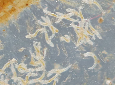 Midge (Tanypodinae) Larvae - 24 hours after hatching These are the tiny larvae associated with this spotting:
https://www.jungledragon.com/image/95896/midge_chironomidae_larva_with_midge_tanypodinae_larvae.html

Larvae after 48 hours:
https://www.jungledragon.com/image/95898/midge_tanypodinae_larvae_-_48_hours_after_hatching.html Geotagged,Spring,Tanypodinae,United States,larvae,midge,midge larvae