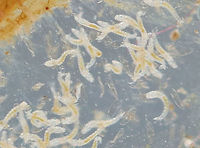 Midge (Tanypodinae) Larvae - 24 hours after hatching These are the tiny larvae associated with this spotting:<br />
https://www.jungledragon.com/image/95896/midge_chironomidae_larva_with_midge_tanypodinae_larvae.html<br />
<br />
Larvae after 48 hours:<br />
https://www.jungledragon.com/image/95898/midge_tanypodinae_larvae_-_48_hours_after_hatching.html Geotagged,Spring,Tanypodinae,United States,larvae,midge,midge larvae