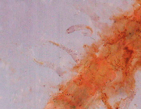 Midge (Tanypodinae) Larvae - 48 hours after hatching I will try to get more, i.e. better, photos tomorrow using a black stage. These little larvae look like tiny, translucent specks.

These are the tiny larvae associated with this spotting:
https://www.jungledragon.com/image/95896/midge_chironomidae_larva_with_midge_tanypodinae_larvae.html

24 hours earlier, they looked like this:
https://www.jungledragon.com/image/95897/midge_tanypodinae_larvae_-_24_hours_after_hatching.html
 Geotagged,United States