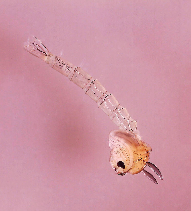 Midge Pupa (Chaoboridae) - Chaoborus sp. Habitat: Collected in a pond, photographed at home with a digital scope.<br />
<br />
<figure class="photo"><a href="https://www.jungledragon.com/image/95900/midge_pupa_chaoboridae.html" title="Midge Pupa (Chaoboridae)"><img src="https://s3.amazonaws.com/media.jungledragon.com/images/3232/95900_thumb.jpg?AWSAccessKeyId=05GMT0V3GWVNE7GGM1R2&Expires=1769040010&Signature=XOckjz%2Bmm%2FSRZhvSLF%2B4ZlktpxA%3D" width="140" height="152" alt="Midge Pupa (Chaoboridae) Habitat: Collected in a pond, photographed at home with a digital scope.<br />
<br />
https://www.jungledragon.com/image/95899/midge_pupa_chaoboridae.html Geotagged,United States" /></a></figure> Chaoboridae,Chaoborus,Geotagged,United States,glassworm pupa,midge,midge pupa,phantom midge,pupa