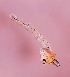 Midge Pupa (Chaoboridae) - Chaoborus sp. Habitat: Collected in a pond, photographed at home with a digital scope.

https://www.jungledragon.com/image/95900/midge_pupa_chaoboridae.html Chaoboridae,Chaoborus,Geotagged,United States,glassworm pupa,midge,midge pupa,phantom midge,pupa