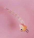 Midge Pupa (Chaoboridae) - Chaoborus sp. Habitat: Collected in a pond, photographed at home with a digital scope.<br />
<br />
https://www.jungledragon.com/image/95900/midge_pupa_chaoboridae.html Chaoboridae,Chaoborus,Geotagged,United States,glassworm pupa,midge,midge pupa,phantom midge,pupa