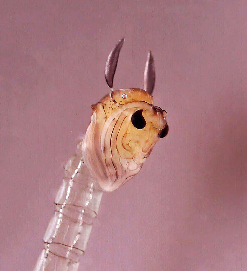 Midge Pupa (Chaoboridae) Habitat: Collected in a pond, photographed at home with a digital scope.<br />
<br />
<figure class="photo"><a href="https://www.jungledragon.com/image/95899/midge_pupa_chaoboridae_-_chaoborus_sp.html" title="Midge Pupa (Chaoboridae) - Chaoborus sp."><img src="https://s3.amazonaws.com/media.jungledragon.com/images/3232/95899_thumb.jpg?AWSAccessKeyId=05GMT0V3GWVNE7GGM1R2&Expires=1769040010&Signature=EtfoxTgzO5VvXSGEBlSDaHAKZCU%3D" width="138" height="152" alt="Midge Pupa (Chaoboridae) - Chaoborus sp. Habitat: Collected in a pond, photographed at home with a digital scope.<br />
<br />
https://www.jungledragon.com/image/95900/midge_pupa_chaoboridae.html Chaoboridae,Chaoborus,Geotagged,United States,glassworm pupa,midge,midge pupa,phantom midge,pupa" /></a></figure> Geotagged,United States