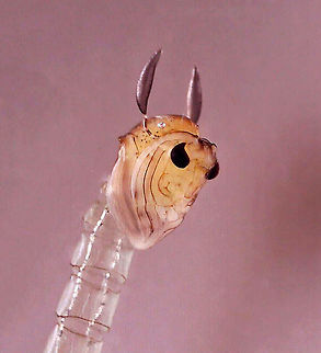 Midge Pupa (Chaoboridae) Habitat: Collected in a pond, photographed at home with a digital scope.

https://www.jungledragon.com/image/95899/midge_pupa_chaoboridae.html Geotagged,United States