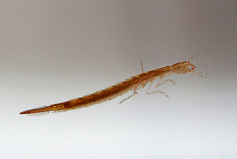 Predaceous Diving Beetle Larva - Dytiscidae, Cybister fimbriolatus Aka, "water tigers" because they are fierce predators.

Habitat: Collected in a pond, and photographed at home in an aquarium
https://www.jungledragon.com/image/95903/predaceous_diving_beetle_larva_-_dytiscidae.html
https://www.jungledragon.com/image/95902/predaceous_diving_beetle_larva_-_dytiscidae.html Cybister fimbriolatus,Dytiscidae,Geotagged,Predaceous Diving Beetle,Predaceous Diving Beetle larva,Spring,United States,beetle,beetle larva,larva,water tiger