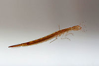 Predaceous Diving Beetle Larva - Dytiscidae, Cybister fimbriolatus Aka, "water tigers" because they are fierce predators.<br />
<br />
Habitat: Collected in a pond, and photographed at home in an aquarium<br />
https://www.jungledragon.com/image/95903/predaceous_diving_beetle_larva_-_dytiscidae.html<br />
https://www.jungledragon.com/image/95902/predaceous_diving_beetle_larva_-_dytiscidae.html Cybister fimbriolatus,Dytiscidae,Geotagged,Predaceous Diving Beetle,Predaceous Diving Beetle larva,Spring,United States,beetle,beetle larva,larva,water tiger