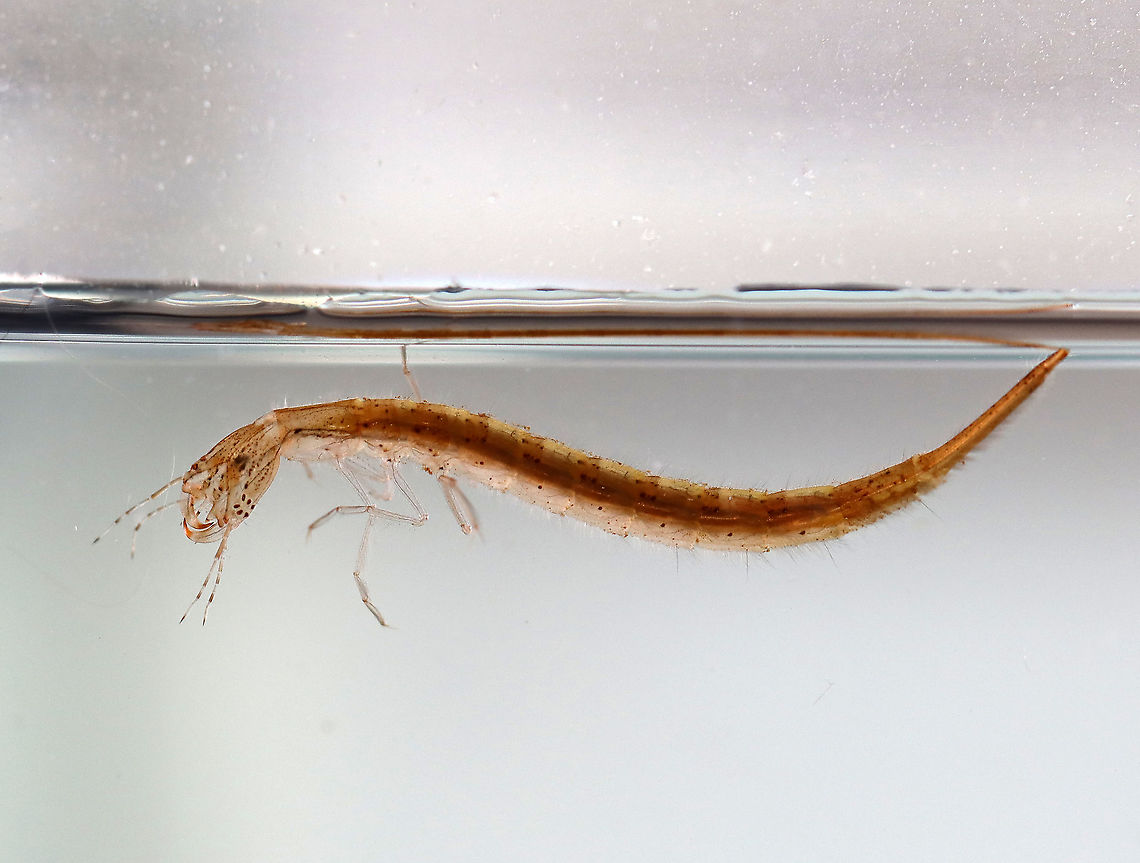 Predaceous Diving Beetle Larva - Dytiscidae, Cybister fimbriolatus Aka, &quot;water tigers&quot; because they are fierce predators.<br />
<br />
Habitat: Collected in a pond, and photographed at home in an aquarium<br />
<figure class="photo"><a href="https://www.jungledragon.com/image/95901/predaceous_diving_beetle_larva_-_dytiscidae_cybister_fimbriolatus.html" title="Predaceous Diving Beetle Larva - Dytiscidae, Cybister fimbriolatus"><img src="https://s3.amazonaws.com/media.jungledragon.com/images/3232/95901_thumb.jpg?AWSAccessKeyId=05GMT0V3GWVNE7GGM1R2&Expires=1763596810&Signature=brd4I760M6ZHAaslv976cTjkong%3D" width="200" height="136" alt="Predaceous Diving Beetle Larva - Dytiscidae, Cybister fimbriolatus Aka, &quot;water tigers&quot; because they are fierce predators.<br />
<br />
Habitat: Collected in a pond, and photographed at home in an aquarium<br />
https://www.jungledragon.com/image/95903/predaceous_diving_beetle_larva_-_dytiscidae.html<br />
https://www.jungledragon.com/image/95902/predaceous_diving_beetle_larva_-_dytiscidae.html Cybister fimbriolatus,Dytiscidae,Geotagged,Predaceous Diving Beetle,Predaceous Diving Beetle larva,Spring,United States,beetle,beetle larva,larva,water tiger" /></a></figure><br />
<figure class="photo"><a href="https://www.jungledragon.com/image/95903/predaceous_diving_beetle_larva_-_dytiscidae_cybister_fimbriolatus.html" title="Predaceous Diving Beetle Larva - Dytiscidae, Cybister fimbriolatus"><img src="https://s3.amazonaws.com/media.jungledragon.com/images/3232/95903_thumb.jpg?AWSAccessKeyId=05GMT0V3GWVNE7GGM1R2&Expires=1763596810&Signature=IoIl1HUy%2BHKKvZBWmRjCl5otmRw%3D" width="200" height="144" alt="Predaceous Diving Beetle Larva - Dytiscidae, Cybister fimbriolatus Aka, &quot;water tigers&quot; because they are fierce predators.<br />
<br />
Habitat: Collected in a pond, and photographed at home in an aquarium<br />
https://www.jungledragon.com/image/95901/predaceous_diving_beetle_larva_-_dytiscidae.html<br />
https://www.jungledragon.com/image/95902/predaceous_diving_beetle_larva_-_dytiscidae.html Cybister fimbriolatus,Geotagged,Spring,United States" /></a></figure> Cybister fimbriolatus,Geotagged,Spring,United States