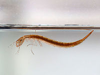 Predaceous Diving Beetle Larva - Dytiscidae, Cybister fimbriolatus Aka, "water tigers" because they are fierce predators.<br />
<br />
Habitat: Collected in a pond, and photographed at home in an aquarium<br />
https://www.jungledragon.com/image/95901/predaceous_diving_beetle_larva_-_dytiscidae.html<br />
https://www.jungledragon.com/image/95903/predaceous_diving_beetle_larva_-_dytiscidae.html Cybister fimbriolatus,Geotagged,Spring,United States