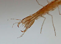 Predaceous Diving Beetle Larva - Dytiscidae, Cybister fimbriolatus Aka, "water tigers" because they are fierce predators.<br />
<br />
Habitat: Collected in a pond, and photographed at home in an aquarium<br />
https://www.jungledragon.com/image/95901/predaceous_diving_beetle_larva_-_dytiscidae.html<br />
https://www.jungledragon.com/image/95902/predaceous_diving_beetle_larva_-_dytiscidae.html Cybister fimbriolatus,Geotagged,Spring,United States