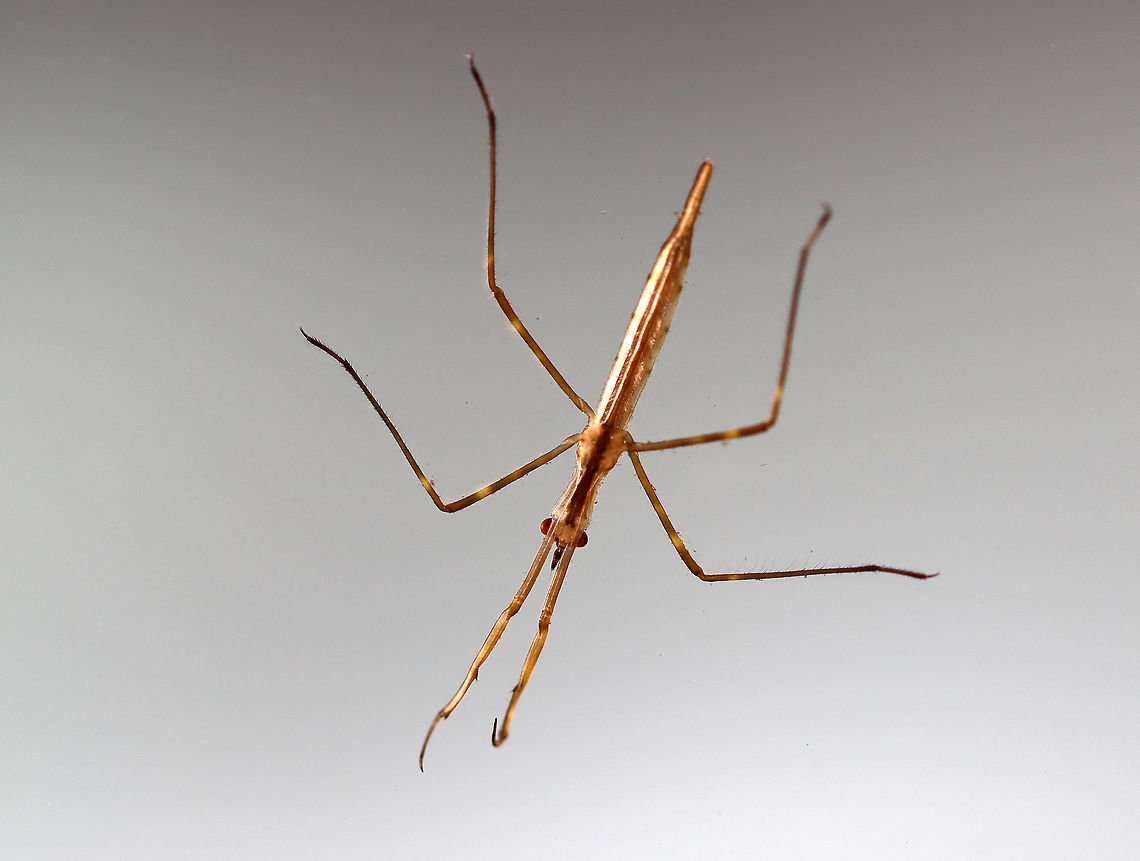 Waterscorpion - Ranatra sp. Their common name is due to their superficial resemblance to scorpions.<br />
<br />
Habitat: Collected in a pond and photographed in a home aquarium.<br />
<figure class="photo"><a href="https://www.jungledragon.com/image/95916/waterscorpion_-_ranatra_sp.html" title="Waterscorpion - Ranatra sp."><img src="https://s3.amazonaws.com/media.jungledragon.com/images/3232/95916_thumb.jpg?AWSAccessKeyId=05GMT0V3GWVNE7GGM1R2&Expires=1759968010&Signature=z4%2FP%2Fd585mIJdKEo6UAZ3DFWIpY%3D" width="200" height="144" alt="Waterscorpion - Ranatra sp. Their common name is due to their superficial resemblance to scorpions.<br />
<br />
Habitat: Collected in a pond and photographed in a home aquarium<br />
https://www.jungledragon.com/image/95914/waterscorpion_-_ranatra_sp.html Geotagged,Spring,United States" /></a></figure> Geotagged,Nepidae,Ranatra,Spring,United States,Waterscorpion