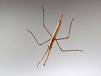 Waterscorpion - Ranatra sp. Their common name is due to their superficial resemblance to scorpions.<br />
<br />
Habitat: Collected in a pond and photographed in a home aquarium.<br />
https://www.jungledragon.com/image/95916/waterscorpion_-_ranatra_sp.html Geotagged,Nepidae,Ranatra,Spring,United States,Waterscorpion