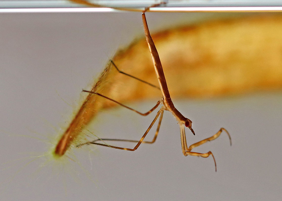 Waterscorpion - Ranatra sp. Their common name is due to their superficial resemblance to scorpions.<br />
<br />
Habitat: Collected in a pond and photographed in a home aquarium<br />
<figure class="photo"><a href="https://www.jungledragon.com/image/95914/waterscorpion_-_ranatra_sp.html" title="Waterscorpion - Ranatra sp."><img src="https://s3.amazonaws.com/media.jungledragon.com/images/3232/95914_thumb.jpg?AWSAccessKeyId=05GMT0V3GWVNE7GGM1R2&Expires=1759968010&Signature=KAnd1zNZJf9NBtBPB1GzczWONjE%3D" width="200" height="152" alt="Waterscorpion - Ranatra sp. Their common name is due to their superficial resemblance to scorpions.<br />
<br />
Habitat: Collected in a pond and photographed in a home aquarium.<br />
https://www.jungledragon.com/image/95916/waterscorpion_-_ranatra_sp.html Geotagged,Nepidae,Ranatra,Spring,United States,Waterscorpion" /></a></figure> Geotagged,Spring,United States