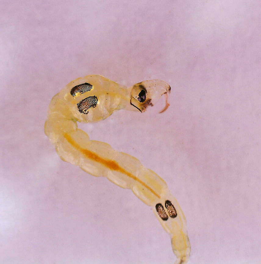 Phantom Midge Larva - Chaoborus sp. Larvae have pairs of air sacs on their thorax and abdomen.<br />
<br />
Habitat: Collected in a pond and photographed at home<br />
<figure class="photo"><a href="https://www.jungledragon.com/image/95922/phantom_midge_larva_-_chaoborus_sp.html" title="Phantom Midge Larva - Chaoborus sp."><img src="https://s3.amazonaws.com/media.jungledragon.com/images/3232/95922_thumb.jpg?AWSAccessKeyId=05GMT0V3GWVNE7GGM1R2&Expires=1769040010&Signature=%2FdEtkNgnVd7weNHTC7YBfNK%2F0Wo%3D" width="200" height="150" alt="Phantom Midge Larva - Chaoborus sp. Larvae have pairs of air sacs on their thorax and abdomen.<br />
<br />
Habitat: Collected in a pond and photographed at home<br />
https://www.jungledragon.com/image/95920/phantom_midge_larva_-_chaoborus_sp.html<br />
https://www.jungledragon.com/image/95921/phantom_midge_larva_-_chaoborus_sp.html Geotagged,Spring,United States" /></a></figure><br />
<figure class="photo"><a href="https://www.jungledragon.com/image/95921/phantom_midge_larva_-_chaoborus_sp.html" title="Phantom Midge Larva - Chaoborus sp."><img src="https://s3.amazonaws.com/media.jungledragon.com/images/3232/95921_thumb.jpg?AWSAccessKeyId=05GMT0V3GWVNE7GGM1R2&Expires=1769040010&Signature=BLW0t0ro34RGN4%2FD9%2B31jA4rXz8%3D" width="200" height="152" alt="Phantom Midge Larva - Chaoborus sp. Larvae have pairs of air sacs on their thorax and abdomen.<br />
<br />
Habitat: Collected in a pond and photographed at home<br />
https://www.jungledragon.com/image/95920/phantom_midge_larva_-_chaoborus_sp.html<br />
https://www.jungledragon.com/image/95922/phantom_midge_larva_-_chaoborus_sp.html Geotagged,Spring,United States" /></a></figure> Chaoborus,Geotagged,United States,larva,midge larva,phantom midge larva