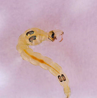 Phantom Midge Larva - Chaoborus sp. Larvae have pairs of air sacs on their thorax and abdomen.

Habitat: Collected in a pond and photographed at home
https://www.jungledragon.com/image/95922/phantom_midge_larva_-_chaoborus_sp.html
https://www.jungledragon.com/image/95921/phantom_midge_larva_-_chaoborus_sp.html Chaoborus,Geotagged,United States,larva,midge larva,phantom midge larva