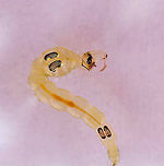 Phantom Midge Larva - Chaoborus sp. Larvae have pairs of air sacs on their thorax and abdomen.<br />
<br />
Habitat: Collected in a pond and photographed at home<br />
https://www.jungledragon.com/image/95922/phantom_midge_larva_-_chaoborus_sp.html<br />
https://www.jungledragon.com/image/95921/phantom_midge_larva_-_chaoborus_sp.html Chaoborus,Geotagged,United States,larva,midge larva,phantom midge larva