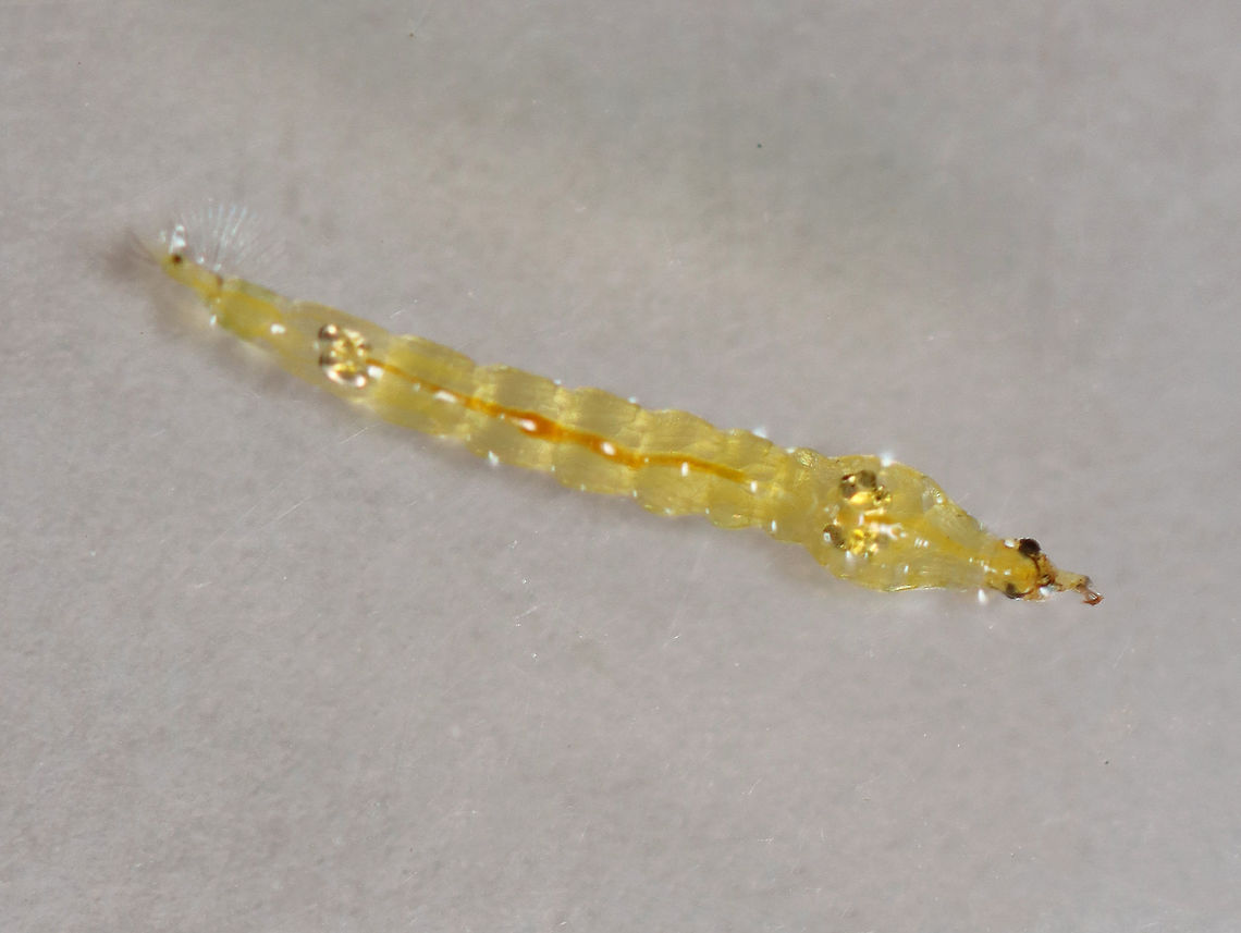 Phantom Midge Larva - Chaoborus sp. Larvae have pairs of air sacs on their thorax and abdomen.<br />
<br />
Habitat: Collected in a pond and photographed at home<br />
<figure class="photo"><a href="https://www.jungledragon.com/image/95920/phantom_midge_larva_-_chaoborus_sp.html" title="Phantom Midge Larva - Chaoborus sp."><img src="https://s3.amazonaws.com/media.jungledragon.com/images/3232/95920_thumb.jpg?AWSAccessKeyId=05GMT0V3GWVNE7GGM1R2&Expires=1769040010&Signature=LI85wcoYOJRrXyTUEolZRazSwDU%3D" width="152" height="152" alt="Phantom Midge Larva - Chaoborus sp. Larvae have pairs of air sacs on their thorax and abdomen.<br />
<br />
Habitat: Collected in a pond and photographed at home<br />
https://www.jungledragon.com/image/95922/phantom_midge_larva_-_chaoborus_sp.html<br />
https://www.jungledragon.com/image/95921/phantom_midge_larva_-_chaoborus_sp.html Chaoborus,Geotagged,United States,larva,midge larva,phantom midge larva" /></a></figure><br />
<figure class="photo"><a href="https://www.jungledragon.com/image/95922/phantom_midge_larva_-_chaoborus_sp.html" title="Phantom Midge Larva - Chaoborus sp."><img src="https://s3.amazonaws.com/media.jungledragon.com/images/3232/95922_thumb.jpg?AWSAccessKeyId=05GMT0V3GWVNE7GGM1R2&Expires=1769040010&Signature=%2FdEtkNgnVd7weNHTC7YBfNK%2F0Wo%3D" width="200" height="150" alt="Phantom Midge Larva - Chaoborus sp. Larvae have pairs of air sacs on their thorax and abdomen.<br />
<br />
Habitat: Collected in a pond and photographed at home<br />
https://www.jungledragon.com/image/95920/phantom_midge_larva_-_chaoborus_sp.html<br />
https://www.jungledragon.com/image/95921/phantom_midge_larva_-_chaoborus_sp.html Geotagged,Spring,United States" /></a></figure> Geotagged,Spring,United States