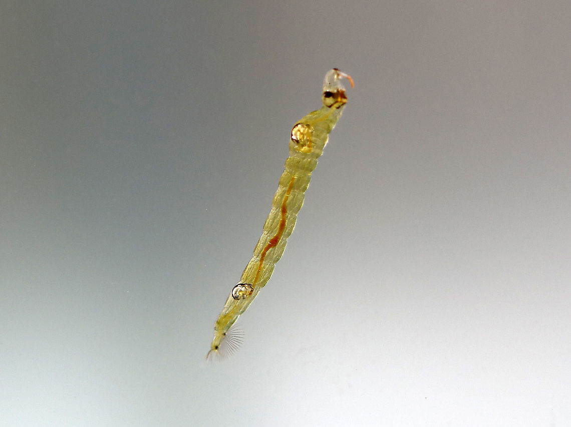 Phantom Midge Larva - Chaoborus sp. Larvae have pairs of air sacs on their thorax and abdomen.<br />
<br />
Habitat: Collected in a pond and photographed at home<br />
<figure class="photo"><a href="https://www.jungledragon.com/image/95920/phantom_midge_larva_-_chaoborus_sp.html" title="Phantom Midge Larva - Chaoborus sp."><img src="https://s3.amazonaws.com/media.jungledragon.com/images/3232/95920_thumb.jpg?AWSAccessKeyId=05GMT0V3GWVNE7GGM1R2&Expires=1769040010&Signature=LI85wcoYOJRrXyTUEolZRazSwDU%3D" width="152" height="152" alt="Phantom Midge Larva - Chaoborus sp. Larvae have pairs of air sacs on their thorax and abdomen.<br />
<br />
Habitat: Collected in a pond and photographed at home<br />
https://www.jungledragon.com/image/95922/phantom_midge_larva_-_chaoborus_sp.html<br />
https://www.jungledragon.com/image/95921/phantom_midge_larva_-_chaoborus_sp.html Chaoborus,Geotagged,United States,larva,midge larva,phantom midge larva" /></a></figure><br />
<figure class="photo"><a href="https://www.jungledragon.com/image/95921/phantom_midge_larva_-_chaoborus_sp.html" title="Phantom Midge Larva - Chaoborus sp."><img src="https://s3.amazonaws.com/media.jungledragon.com/images/3232/95921_thumb.jpg?AWSAccessKeyId=05GMT0V3GWVNE7GGM1R2&Expires=1769040010&Signature=BLW0t0ro34RGN4%2FD9%2B31jA4rXz8%3D" width="200" height="152" alt="Phantom Midge Larva - Chaoborus sp. Larvae have pairs of air sacs on their thorax and abdomen.<br />
<br />
Habitat: Collected in a pond and photographed at home<br />
https://www.jungledragon.com/image/95920/phantom_midge_larva_-_chaoborus_sp.html<br />
https://www.jungledragon.com/image/95922/phantom_midge_larva_-_chaoborus_sp.html Geotagged,Spring,United States" /></a></figure> Geotagged,Spring,United States
