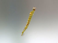 Phantom Midge Larva - Chaoborus sp. Larvae have pairs of air sacs on their thorax and abdomen.<br />
<br />
Habitat: Collected in a pond and photographed at home<br />
https://www.jungledragon.com/image/95920/phantom_midge_larva_-_chaoborus_sp.html<br />
https://www.jungledragon.com/image/95921/phantom_midge_larva_-_chaoborus_sp.html Geotagged,Spring,United States