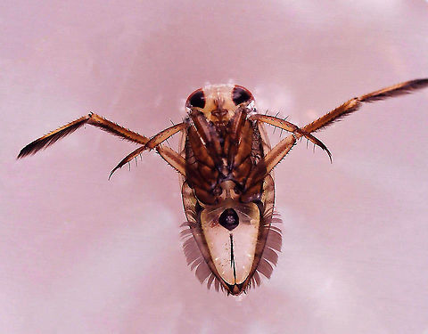 Backswimmer - Family Notonectidae, Notonecta sp. Check out those hydrophilic hairs on its rear! Those hairs are used to collect air. 

Habitat: Collected in a pond and photographed at home.
https://www.jungledragon.com/image/95925/backswimmer_-_family_notonectidae_notonecta_sp.html Geotagged,Notonecta,Notonectidae,United States,backswimmer