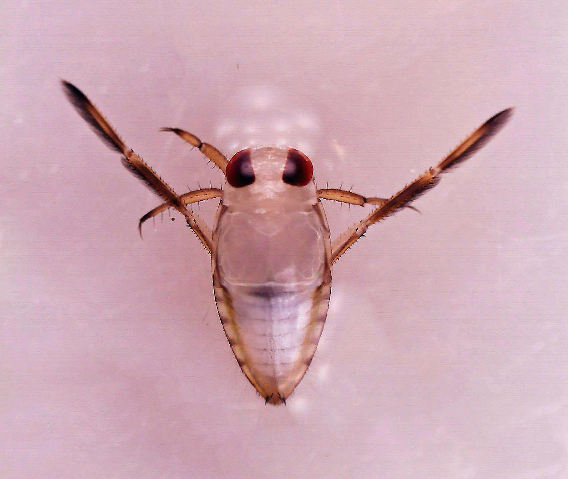 Backswimmer - Family Notonectidae, Notonecta sp. Habitat: Collected in a pond and photographed at home.<br />
<figure class="photo"><a href="https://www.jungledragon.com/image/95924/backswimmer_-_family_notonectidae_notonecta_sp.html" title="Backswimmer - Family Notonectidae, Notonecta sp."><img src="https://s3.amazonaws.com/media.jungledragon.com/images/3232/95924_thumb.jpg?AWSAccessKeyId=05GMT0V3GWVNE7GGM1R2&Expires=1769040010&Signature=mwaRsNjax7W4OUZR6N%2ByLIhjUMs%3D" width="200" height="158" alt="Backswimmer - Family Notonectidae, Notonecta sp. Check out those hydrophilic hairs on its rear! Those hairs are used to collect air. <br />
<br />
Habitat: Collected in a pond and photographed at home.<br />
https://www.jungledragon.com/image/95925/backswimmer_-_family_notonectidae_notonecta_sp.html Geotagged,Notonecta,Notonectidae,United States,backswimmer" /></a></figure> Geotagged,United States