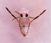 Backswimmer - Family Notonectidae, Notonecta sp. Habitat: Collected in a pond and photographed at home.<br />
https://www.jungledragon.com/image/95924/backswimmer_-_family_notonectidae_notonecta_sp.html Geotagged,United States