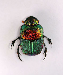 Rainbow Scarab - Phanaeus vindex I found this beetle near my mailbox this morning. My hands were full, but you better believe I found a way to carry this beetle inside for a photo shoot. I had just chilled it in the fridge before taking this shot, and its front legs were still hiding under its body.

Habitat: Semi-rural yard; captured and released


FUN fact: These beetles dig tunnels beneath animal poop. They move some of the poop into the tunnel, where the female lays eggs on it. The larvae feed on the poop until pupating.
https://www.jungledragon.com/image/95979/rainbow_scarab_leg_-_phanaeus_vindex.html
https://www.jungledragon.com/image/95977/rainbow_scarab_-_phanaeus_vindex.html
https://www.jungledragon.com/image/95978/rainbow_scarab_ventral_surface-_phanaeus_vindex.html Geotagged,Phanaeus,Phanaeus vindex,Spring,United States,beetle,burrowing dung beetle,dung beetle,rainbow scarab,scarab