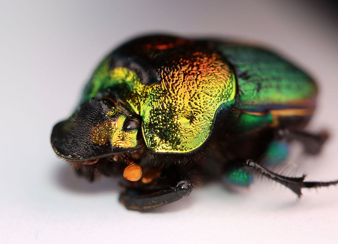 Rainbow Scarab - Phanaeus vindex I found this beetle near my mailbox this morning. My hands were full, but you better believe I found a way to carry this beetle inside for a photo shoot. I had just chilled it in the fridge before taking this shot, and its front legs were still hiding under its body.<br />
<br />
Habitat: Semi-rural yard; captured and released<br />
<br />
<br />
FUN fact: These beetles dig tunnels beneath animal poop. They move some of the poop into the tunnel, where the female lays eggs on it. The larvae feed on the poop until pupating.<br />
<figure class="photo"><a href="https://www.jungledragon.com/image/95979/rainbow_scarab_leg_-_phanaeus_vindex.html" title="Rainbow Scarab Leg - Phanaeus vindex"><img src="https://s3.amazonaws.com/media.jungledragon.com/images/3232/95979_thumb.jpg?AWSAccessKeyId=05GMT0V3GWVNE7GGM1R2&Expires=1759968010&Signature=dmoh3yw4S4wxguC8Tnv%2FWzGIUVM%3D" width="200" height="108" alt="Rainbow Scarab Leg - Phanaeus vindex Check out this hind leg!<br />
<br />
I found this beetle near my mailbox this morning. My hands were full, but you better believe I found a way to carry this beetle inside for a photo shoot. I had just chilled it in the fridge before taking this shot, and its front legs were still hiding under its body.<br />
<br />
Habitat: Semi-rural yard; captured and released<br />
<br />
<br />
FUN fact: These beetles dig tunnels beneath animal poop. They move some of the poop into the tunnel, where the female lays eggs on it. The larvae feed on the poop until pupating.<br />
https://www.jungledragon.com/image/95976/rainbow_scarab_-_phanaeus_vindex.html<br />
https://www.jungledragon.com/image/95977/rainbow_scarab_-_phanaeus_vindex.html<br />
https://www.jungledragon.com/image/95978/rainbow_scarab_ventral_surface-_phanaeus_vindex.html Geotagged,Phanaeus vindex,Spring,United States" /></a></figure><br />
<figure class="photo"><a href="https://www.jungledragon.com/image/95976/rainbow_scarab_-_phanaeus_vindex.html" title="Rainbow Scarab - Phanaeus vindex"><img src="https://s3.amazonaws.com/media.jungledragon.com/images/3232/95976_thumb.jpg?AWSAccessKeyId=05GMT0V3GWVNE7GGM1R2&Expires=1759968010&Signature=auqZy4tiIFCQeJwrwCDb7v3o9k4%3D" width="128" height="152" alt="Rainbow Scarab - Phanaeus vindex I found this beetle near my mailbox this morning. My hands were full, but you better believe I found a way to carry this beetle inside for a photo shoot. I had just chilled it in the fridge before taking this shot, and its front legs were still hiding under its body.<br />
<br />
Habitat: Semi-rural yard; captured and released<br />
<br />
<br />
FUN fact: These beetles dig tunnels beneath animal poop. They move some of the poop into the tunnel, where the female lays eggs on it. The larvae feed on the poop until pupating.<br />
https://www.jungledragon.com/image/95979/rainbow_scarab_leg_-_phanaeus_vindex.html<br />
https://www.jungledragon.com/image/95977/rainbow_scarab_-_phanaeus_vindex.html<br />
https://www.jungledragon.com/image/95978/rainbow_scarab_ventral_surface-_phanaeus_vindex.html Geotagged,Phanaeus,Phanaeus vindex,Spring,United States,beetle,burrowing dung beetle,dung beetle,rainbow scarab,scarab" /></a></figure><br />
<figure class="photo"><a href="https://www.jungledragon.com/image/95978/rainbow_scarab_ventral_surface-_phanaeus_vindex.html" title="Rainbow Scarab Ventral Surface- Phanaeus vindex"><img src="https://s3.amazonaws.com/media.jungledragon.com/images/3232/95978_thumb.jpg?AWSAccessKeyId=05GMT0V3GWVNE7GGM1R2&Expires=1759968010&Signature=cpMKsAvZv2X6eDeELUvl%2BNmwwEw%3D" width="136" height="152" alt="Rainbow Scarab Ventral Surface- Phanaeus vindex Shiny, rainbow femurs!!<br />
<br />
I found this beetle near my mailbox this morning. My hands were full, but you better believe I found a way to carry this beetle inside for a photo shoot. I had just chilled it in the fridge before taking this shot, and its front legs were still hiding under its body.<br />
<br />
Habitat: Semi-rural yard; captured and released<br />
<br />
FUN fact: These beetles dig tunnels beneath animal poop. They move some of the poop into the tunnel, where the female lays eggs on it. The larvae feed on the poop until pupating.<br />
https://www.jungledragon.com/image/95977/rainbow_scarab_-_phanaeus_vindex.html<br />
https://www.jungledragon.com/image/95976/rainbow_scarab_-_phanaeus_vindex.html<br />
https://www.jungledragon.com/image/95979/rainbow_scarab_leg_-_phanaeus_vindex.html Geotagged,Phanaeus vindex,Spring,United States" /></a></figure> Geotagged,Phanaeus vindex,Spring,United States
