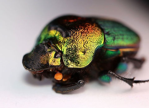 Rainbow Scarab - Phanaeus vindex I found this beetle near my mailbox this morning. My hands were full, but you better believe I found a way to carry this beetle inside for a photo shoot. I had just chilled it in the fridge before taking this shot, and its front legs were still hiding under its body.

Habitat: Semi-rural yard; captured and released


FUN fact: These beetles dig tunnels beneath animal poop. They move some of the poop into the tunnel, where the female lays eggs on it. The larvae feed on the poop until pupating.
https://www.jungledragon.com/image/95979/rainbow_scarab_leg_-_phanaeus_vindex.html
https://www.jungledragon.com/image/95976/rainbow_scarab_-_phanaeus_vindex.html
https://www.jungledragon.com/image/95978/rainbow_scarab_ventral_surface-_phanaeus_vindex.html Geotagged,Phanaeus vindex,Spring,United States
