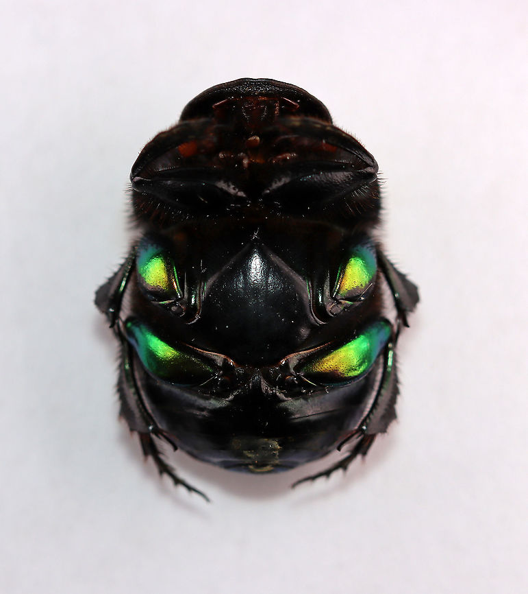Rainbow Scarab Ventral Surface- Phanaeus vindex Shiny, rainbow femurs!!<br />
<br />
I found this beetle near my mailbox this morning. My hands were full, but you better believe I found a way to carry this beetle inside for a photo shoot. I had just chilled it in the fridge before taking this shot, and its front legs were still hiding under its body.<br />
<br />
Habitat: Semi-rural yard; captured and released<br />
<br />
FUN fact: These beetles dig tunnels beneath animal poop. They move some of the poop into the tunnel, where the female lays eggs on it. The larvae feed on the poop until pupating.<br />
<figure class="photo"><a href="https://www.jungledragon.com/image/95977/rainbow_scarab_-_phanaeus_vindex.html" title="Rainbow Scarab - Phanaeus vindex"><img src="https://s3.amazonaws.com/media.jungledragon.com/images/3232/95977_thumb.jpg?AWSAccessKeyId=05GMT0V3GWVNE7GGM1R2&Expires=1769040010&Signature=S76%2FKIXZGeTrJ7KUVFwc0gkNX24%3D" width="200" height="146" alt="Rainbow Scarab - Phanaeus vindex I found this beetle near my mailbox this morning. My hands were full, but you better believe I found a way to carry this beetle inside for a photo shoot. I had just chilled it in the fridge before taking this shot, and its front legs were still hiding under its body.<br />
<br />
Habitat: Semi-rural yard; captured and released<br />
<br />
<br />
FUN fact: These beetles dig tunnels beneath animal poop. They move some of the poop into the tunnel, where the female lays eggs on it. The larvae feed on the poop until pupating.<br />
https://www.jungledragon.com/image/95979/rainbow_scarab_leg_-_phanaeus_vindex.html<br />
https://www.jungledragon.com/image/95976/rainbow_scarab_-_phanaeus_vindex.html<br />
https://www.jungledragon.com/image/95978/rainbow_scarab_ventral_surface-_phanaeus_vindex.html Geotagged,Phanaeus vindex,Spring,United States" /></a></figure><br />
<figure class="photo"><a href="https://www.jungledragon.com/image/95976/rainbow_scarab_-_phanaeus_vindex.html" title="Rainbow Scarab - Phanaeus vindex"><img src="https://s3.amazonaws.com/media.jungledragon.com/images/3232/95976_thumb.jpg?AWSAccessKeyId=05GMT0V3GWVNE7GGM1R2&Expires=1769040010&Signature=LoOzKEdfoZd%2FHN2624yqpnt53%2F4%3D" width="128" height="152" alt="Rainbow Scarab - Phanaeus vindex I found this beetle near my mailbox this morning. My hands were full, but you better believe I found a way to carry this beetle inside for a photo shoot. I had just chilled it in the fridge before taking this shot, and its front legs were still hiding under its body.<br />
<br />
Habitat: Semi-rural yard; captured and released<br />
<br />
<br />
FUN fact: These beetles dig tunnels beneath animal poop. They move some of the poop into the tunnel, where the female lays eggs on it. The larvae feed on the poop until pupating.<br />
https://www.jungledragon.com/image/95979/rainbow_scarab_leg_-_phanaeus_vindex.html<br />
https://www.jungledragon.com/image/95977/rainbow_scarab_-_phanaeus_vindex.html<br />
https://www.jungledragon.com/image/95978/rainbow_scarab_ventral_surface-_phanaeus_vindex.html Geotagged,Phanaeus,Phanaeus vindex,Spring,United States,beetle,burrowing dung beetle,dung beetle,rainbow scarab,scarab" /></a></figure><br />
<figure class="photo"><a href="https://www.jungledragon.com/image/95979/rainbow_scarab_leg_-_phanaeus_vindex.html" title="Rainbow Scarab Leg - Phanaeus vindex"><img src="https://s3.amazonaws.com/media.jungledragon.com/images/3232/95979_thumb.jpg?AWSAccessKeyId=05GMT0V3GWVNE7GGM1R2&Expires=1769040010&Signature=fGWfcbDLs4Xak9rzFC7X9%2FRq6n0%3D" width="200" height="108" alt="Rainbow Scarab Leg - Phanaeus vindex Check out this hind leg!<br />
<br />
I found this beetle near my mailbox this morning. My hands were full, but you better believe I found a way to carry this beetle inside for a photo shoot. I had just chilled it in the fridge before taking this shot, and its front legs were still hiding under its body.<br />
<br />
Habitat: Semi-rural yard; captured and released<br />
<br />
<br />
FUN fact: These beetles dig tunnels beneath animal poop. They move some of the poop into the tunnel, where the female lays eggs on it. The larvae feed on the poop until pupating.<br />
https://www.jungledragon.com/image/95976/rainbow_scarab_-_phanaeus_vindex.html<br />
https://www.jungledragon.com/image/95977/rainbow_scarab_-_phanaeus_vindex.html<br />
https://www.jungledragon.com/image/95978/rainbow_scarab_ventral_surface-_phanaeus_vindex.html Geotagged,Phanaeus vindex,Spring,United States" /></a></figure> Geotagged,Phanaeus vindex,Spring,United States