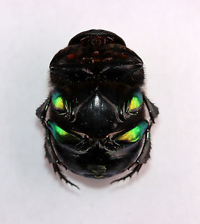Rainbow Scarab Ventral Surface- Phanaeus vindex Shiny, rainbow femurs!!

I found this beetle near my mailbox this morning. My hands were full, but you better believe I found a way to carry this beetle inside for a photo shoot. I had just chilled it in the fridge before taking this shot, and its front legs were still hiding under its body.

Habitat: Semi-rural yard; captured and released

FUN fact: These beetles dig tunnels beneath animal poop. They move some of the poop into the tunnel, where the female lays eggs on it. The larvae feed on the poop until pupating.
https://www.jungledragon.com/image/95977/rainbow_scarab_-_phanaeus_vindex.html
https://www.jungledragon.com/image/95976/rainbow_scarab_-_phanaeus_vindex.html
https://www.jungledragon.com/image/95979/rainbow_scarab_leg_-_phanaeus_vindex.html Geotagged,Phanaeus vindex,Spring,United States