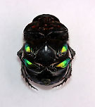 Rainbow Scarab Ventral Surface- Phanaeus vindex Shiny, rainbow femurs!!<br />
<br />
I found this beetle near my mailbox this morning. My hands were full, but you better believe I found a way to carry this beetle inside for a photo shoot. I had just chilled it in the fridge before taking this shot, and its front legs were still hiding under its body.<br />
<br />
Habitat: Semi-rural yard; captured and released<br />
<br />
FUN fact: These beetles dig tunnels beneath animal poop. They move some of the poop into the tunnel, where the female lays eggs on it. The larvae feed on the poop until pupating.<br />
https://www.jungledragon.com/image/95977/rainbow_scarab_-_phanaeus_vindex.html<br />
https://www.jungledragon.com/image/95976/rainbow_scarab_-_phanaeus_vindex.html<br />
https://www.jungledragon.com/image/95979/rainbow_scarab_leg_-_phanaeus_vindex.html Geotagged,Phanaeus vindex,Spring,United States