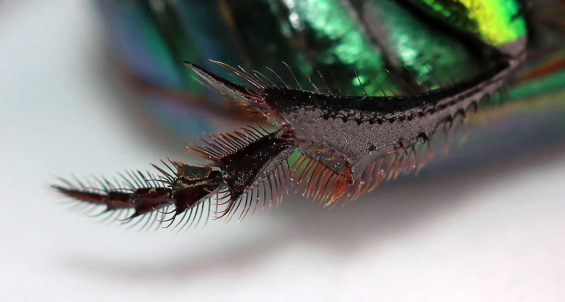 Rainbow Scarab Leg - Phanaeus vindex Check out this hind leg!<br />
<br />
I found this beetle near my mailbox this morning. My hands were full, but you better believe I found a way to carry this beetle inside for a photo shoot. I had just chilled it in the fridge before taking this shot, and its front legs were still hiding under its body.<br />
<br />
Habitat: Semi-rural yard; captured and released<br />
<br />
<br />
FUN fact: These beetles dig tunnels beneath animal poop. They move some of the poop into the tunnel, where the female lays eggs on it. The larvae feed on the poop until pupating.<br />
<figure class="photo"><a href="https://www.jungledragon.com/image/95976/rainbow_scarab_-_phanaeus_vindex.html" title="Rainbow Scarab - Phanaeus vindex"><img src="https://s3.amazonaws.com/media.jungledragon.com/images/3232/95976_thumb.jpg?AWSAccessKeyId=05GMT0V3GWVNE7GGM1R2&Expires=1759968010&Signature=auqZy4tiIFCQeJwrwCDb7v3o9k4%3D" width="128" height="152" alt="Rainbow Scarab - Phanaeus vindex I found this beetle near my mailbox this morning. My hands were full, but you better believe I found a way to carry this beetle inside for a photo shoot. I had just chilled it in the fridge before taking this shot, and its front legs were still hiding under its body.<br />
<br />
Habitat: Semi-rural yard; captured and released<br />
<br />
<br />
FUN fact: These beetles dig tunnels beneath animal poop. They move some of the poop into the tunnel, where the female lays eggs on it. The larvae feed on the poop until pupating.<br />
https://www.jungledragon.com/image/95979/rainbow_scarab_leg_-_phanaeus_vindex.html<br />
https://www.jungledragon.com/image/95977/rainbow_scarab_-_phanaeus_vindex.html<br />
https://www.jungledragon.com/image/95978/rainbow_scarab_ventral_surface-_phanaeus_vindex.html Geotagged,Phanaeus,Phanaeus vindex,Spring,United States,beetle,burrowing dung beetle,dung beetle,rainbow scarab,scarab" /></a></figure><br />
<figure class="photo"><a href="https://www.jungledragon.com/image/95977/rainbow_scarab_-_phanaeus_vindex.html" title="Rainbow Scarab - Phanaeus vindex"><img src="https://s3.amazonaws.com/media.jungledragon.com/images/3232/95977_thumb.jpg?AWSAccessKeyId=05GMT0V3GWVNE7GGM1R2&Expires=1759968010&Signature=Odgr1vx9RHc7UJphD3rhRzRw%2B8k%3D" width="200" height="146" alt="Rainbow Scarab - Phanaeus vindex I found this beetle near my mailbox this morning. My hands were full, but you better believe I found a way to carry this beetle inside for a photo shoot. I had just chilled it in the fridge before taking this shot, and its front legs were still hiding under its body.<br />
<br />
Habitat: Semi-rural yard; captured and released<br />
<br />
<br />
FUN fact: These beetles dig tunnels beneath animal poop. They move some of the poop into the tunnel, where the female lays eggs on it. The larvae feed on the poop until pupating.<br />
https://www.jungledragon.com/image/95979/rainbow_scarab_leg_-_phanaeus_vindex.html<br />
https://www.jungledragon.com/image/95976/rainbow_scarab_-_phanaeus_vindex.html<br />
https://www.jungledragon.com/image/95978/rainbow_scarab_ventral_surface-_phanaeus_vindex.html Geotagged,Phanaeus vindex,Spring,United States" /></a></figure><br />
<figure class="photo"><a href="https://www.jungledragon.com/image/95978/rainbow_scarab_ventral_surface-_phanaeus_vindex.html" title="Rainbow Scarab Ventral Surface- Phanaeus vindex"><img src="https://s3.amazonaws.com/media.jungledragon.com/images/3232/95978_thumb.jpg?AWSAccessKeyId=05GMT0V3GWVNE7GGM1R2&Expires=1759968010&Signature=cpMKsAvZv2X6eDeELUvl%2BNmwwEw%3D" width="136" height="152" alt="Rainbow Scarab Ventral Surface- Phanaeus vindex Shiny, rainbow femurs!!<br />
<br />
I found this beetle near my mailbox this morning. My hands were full, but you better believe I found a way to carry this beetle inside for a photo shoot. I had just chilled it in the fridge before taking this shot, and its front legs were still hiding under its body.<br />
<br />
Habitat: Semi-rural yard; captured and released<br />
<br />
FUN fact: These beetles dig tunnels beneath animal poop. They move some of the poop into the tunnel, where the female lays eggs on it. The larvae feed on the poop until pupating.<br />
https://www.jungledragon.com/image/95977/rainbow_scarab_-_phanaeus_vindex.html<br />
https://www.jungledragon.com/image/95976/rainbow_scarab_-_phanaeus_vindex.html<br />
https://www.jungledragon.com/image/95979/rainbow_scarab_leg_-_phanaeus_vindex.html Geotagged,Phanaeus vindex,Spring,United States" /></a></figure> Geotagged,Phanaeus vindex,Spring,United States