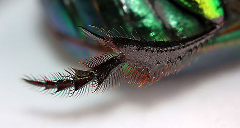 Rainbow Scarab Leg - Phanaeus vindex Check out this hind leg!

I found this beetle near my mailbox this morning. My hands were full, but you better believe I found a way to carry this beetle inside for a photo shoot. I had just chilled it in the fridge before taking this shot, and its front legs were still hiding under its body.

Habitat: Semi-rural yard; captured and released


FUN fact: These beetles dig tunnels beneath animal poop. They move some of the poop into the tunnel, where the female lays eggs on it. The larvae feed on the poop until pupating.
https://www.jungledragon.com/image/95976/rainbow_scarab_-_phanaeus_vindex.html
https://www.jungledragon.com/image/95977/rainbow_scarab_-_phanaeus_vindex.html
https://www.jungledragon.com/image/95978/rainbow_scarab_ventral_surface-_phanaeus_vindex.html Geotagged,Phanaeus vindex,Spring,United States