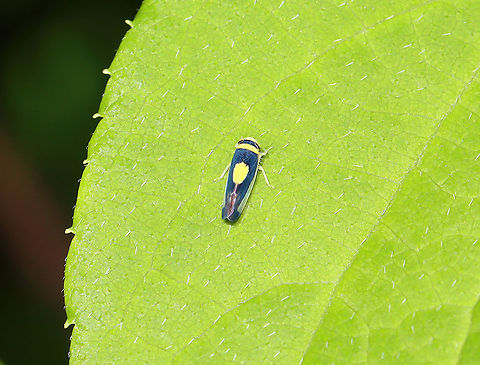 Saddled Leafhopper - Colladonus clitellarius Habitat: Garden Colladonus,Colladonus clitellarius,Geotagged,Saddled Leafhopper,Spring,United States,leafhopper
