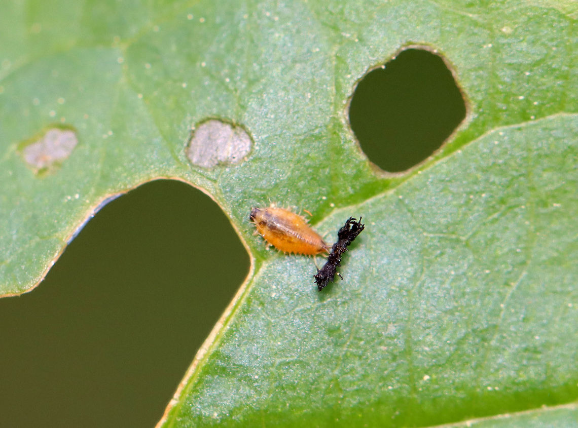 Golden Tortoise Beetle Larva - Charidotella sexpunctata This larva was so tiny!! Must have been an early instar.<br />
<br />
The larvae of the Golden Tortoise Beetle have broad, flattened bodies that are adorned with branched spines. They carry their cast skins and fecal material on their back - attached to spines arising from the posterior end of their body, a structure called an &quot;anal fork.&quot; The anal fork is used to hold the debris over the back of the body, forming a fecal shield that deters predation.<br />
<br />
Habitat: Garden<br />
<figure class="photo"><a href="https://www.jungledragon.com/image/95986/golden_tortoise_beetle_-_charidotella_sexpunctata.html" title="Golden Tortoise Beetle - Charidotella sexpunctata"><img src="https://s3.amazonaws.com/media.jungledragon.com/images/3232/95986_thumb.jpg?AWSAccessKeyId=05GMT0V3GWVNE7GGM1R2&Expires=1759968010&Signature=14Q1k%2FtAT5lU0JFl770vkFmElx4%3D" width="200" height="158" alt="Golden Tortoise Beetle - Charidotella sexpunctata Habitat: Garden<br />
<br />
On the same plant as:<br />
https://www.jungledragon.com/image/95984/golden_tortoise_beetle_larva_-_charidotella_sexpunctata.html Charidotella sexpunctata,Geotagged,Golden Tortoise Beetle,Spring,United States" /></a></figure> Charidotella,Charidotella sexpunctata,Geotagged,Golden Tortoise Beetle,Spring,United States,fecal shield,larva