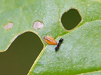 Golden Tortoise Beetle Larva - Charidotella sexpunctata This larva was so tiny!! Must have been an early instar.<br />
<br />
The larvae of the Golden Tortoise Beetle have broad, flattened bodies that are adorned with branched spines. They carry their cast skins and fecal material on their back - attached to spines arising from the posterior end of their body, a structure called an "anal fork." The anal fork is used to hold the debris over the back of the body, forming a fecal shield that deters predation.<br />
<br />
Habitat: Garden<br />
https://www.jungledragon.com/image/95986/golden_tortoise_beetle_-_charidotella_sexpunctata.html Charidotella,Charidotella sexpunctata,Geotagged,Golden Tortoise Beetle,Spring,United States,fecal shield,larva