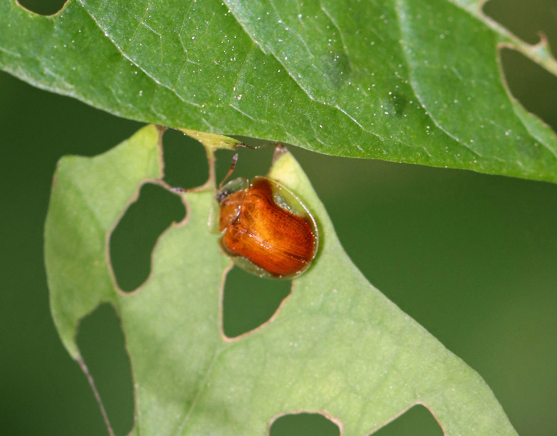 Golden Tortoise Beetle - Charidotella sexpunctata Habitat: Garden<br />
<br />
On the same plant as:<br />
<figure class="photo"><a href="https://www.jungledragon.com/image/95984/golden_tortoise_beetle_larva_-_charidotella_sexpunctata.html" title="Golden Tortoise Beetle Larva - Charidotella sexpunctata"><img src="https://s3.amazonaws.com/media.jungledragon.com/images/3232/95984_thumb.jpg?AWSAccessKeyId=05GMT0V3GWVNE7GGM1R2&Expires=1759968010&Signature=vwyW7JDdl1BOTz3JzbRhqv7CFyA%3D" width="200" height="150" alt="Golden Tortoise Beetle Larva - Charidotella sexpunctata This larva was so tiny!! Must have been an early instar.<br />
<br />
The larvae of the Golden Tortoise Beetle have broad, flattened bodies that are adorned with branched spines. They carry their cast skins and fecal material on their back - attached to spines arising from the posterior end of their body, a structure called an &quot;anal fork.&quot; The anal fork is used to hold the debris over the back of the body, forming a fecal shield that deters predation.<br />
<br />
Habitat: Garden<br />
https://www.jungledragon.com/image/95986/golden_tortoise_beetle_-_charidotella_sexpunctata.html Charidotella,Charidotella sexpunctata,Geotagged,Golden Tortoise Beetle,Spring,United States,fecal shield,larva" /></a></figure> Charidotella sexpunctata,Geotagged,Golden Tortoise Beetle,Spring,United States