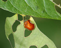 Golden Tortoise Beetle - Charidotella sexpunctata Habitat: Garden<br />
<br />
On the same plant as:<br />
https://www.jungledragon.com/image/95984/golden_tortoise_beetle_larva_-_charidotella_sexpunctata.html Charidotella sexpunctata,Geotagged,Golden Tortoise Beetle,Spring,United States
