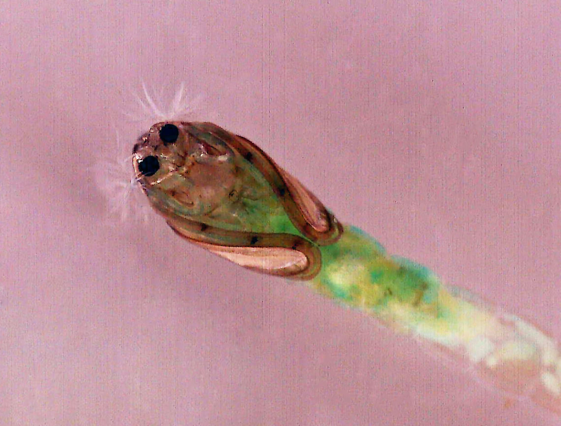 Midge Pupa - Chironomidae This is the pupa of the large larva seen in this spotting:<br />
<figure class="photo"><a href="https://www.jungledragon.com/image/95895/midge_chironomidae_larva_with_midge_tanypodinae_larvae.html" title="Midge (Chironomidae) Larva with Midge (Tanypodinae) Larvae"><img src="https://s3.amazonaws.com/media.jungledragon.com/images/3232/95895_thumb.jpg?AWSAccessKeyId=05GMT0V3GWVNE7GGM1R2&Expires=1769040010&Signature=T8mThF9ztF5VIyIGgdR1WTjAVSs%3D" width="200" height="162" alt="Midge (Chironomidae) Larva with Midge (Tanypodinae) Larvae Well. This is weird and I wish I had better photos, but this was super hard to photograph. <br />
<br />
What you are looking at is a gelatinous blob with tiny midge eggs (Tanypodinae). In the center of the blob is a large Chironomid larva that appeared to have gotten inside the blob somehow and made itself a tunnel. It was eating the goo or the eggs, I'm not sure. <br />
<br />
***This photo was taken 24 hours after collection. The tiny midge eggs had hatched and the large larva had grown a bit. The gelatinous matrix was beginning to break down.<br />
<br />
Habitat: Collected in a pond and photographed at home.<br />
<br />
Video on Day 1: https://vimeo.com/430465270<br />
<br />
Video after 48 hours: https://vimeo.com/430466114<br />
<br />
Photo from Day 1 (Day of Collection):<br />
https://www.jungledragon.com/image/95894/midge_chironomidae_larva_with_midge_tanypodinae_eggs.html<br />
<br />
Photo from 48 hours after collection:<br />
https://www.jungledragon.com/image/95896/midge_chironomidae_larva_with_midge_tanypodinae_larvae.html Geotagged,Spring,United States" /></a></figure><br />
<br />
It pupated last night and is quite cute with it's white fluffy hair and greenish body.  All the tiny larvae from the previous spotting have either died or pupated. <br />
<br />
Habitat: Captured in a pond and reared/photographed at home.<br />
<figure class="photo"><a href="https://www.jungledragon.com/image/96056/midge_pupa_-_chironomidae.html" title="Midge Pupa - Chironomidae"><img src="https://s3.amazonaws.com/media.jungledragon.com/images/3232/96056_thumb.jpg?AWSAccessKeyId=05GMT0V3GWVNE7GGM1R2&Expires=1769040010&Signature=oJ1QRjqhyGjr6%2Btcz2s9KkUxsXk%3D" width="200" height="170" alt="Midge Pupa - Chironomidae This is the pupa of the large larva seen in this spotting:<br />
https://www.jungledragon.com/image/95895/midge_chironomidae_larva_with_midge_tanypodinae_larvae.html<br />
<br />
It pupated last night and is quite cute with it's white fluffy hair and greenish body.  All the tiny larvae from the previous spotting have either died or pupated. <br />
<br />
Habitat: Captured in a pond and reared/photographed at home.<br />
https://www.jungledragon.com/image/96054/midge_pupa_-_chironomidae.html<br />
https://www.jungledragon.com/image/96055/midge_pupa_-_chironomidae.html<br />
 Geotagged,United States" /></a></figure><br />
<figure class="photo"><a href="https://www.jungledragon.com/image/96055/midge_pupa_-_chironomidae.html" title="Midge Pupa - Chironomidae"><img src="https://s3.amazonaws.com/media.jungledragon.com/images/3232/96055_thumb.jpg?AWSAccessKeyId=05GMT0V3GWVNE7GGM1R2&Expires=1769040010&Signature=xfB7SXhsodN6NWHn4zquOYL0Slg%3D" width="148" height="152" alt="Midge Pupa - Chironomidae This is the pupa of the large larva seen in this spotting:<br />
https://www.jungledragon.com/image/95895/midge_chironomidae_larva_with_midge_tanypodinae_larvae.html<br />
<br />
It pupated last night and is quite cute with it's white fluffy hair and greenish body.  All the tiny larvae from the previous spotting have either died or pupated. <br />
<br />
Habitat: Captured in a pond and reared/photographed at home.<br />
https://www.jungledragon.com/image/96054/midge_pupa_-_chironomidae.html<br />
https://www.jungledragon.com/image/96056/midge_pupa_-_chironomidae.html<br />
 Chironomidae,Geotagged,United States,midge,pupa" /></a></figure><br />
 Chironomidae,Geotagged,United States,midge,midge pupa,pupa