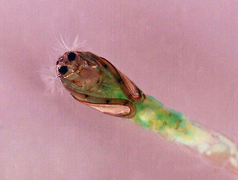 Midge Pupa - Chironomidae This is the pupa of the large larva seen in this spotting:
https://www.jungledragon.com/image/95895/midge_chironomidae_larva_with_midge_tanypodinae_larvae.html

It pupated last night and is quite cute with it's white fluffy hair and greenish body.  All the tiny larvae from the previous spotting have either died or pupated. 

Habitat: Captured in a pond and reared/photographed at home.
https://www.jungledragon.com/image/96056/midge_pupa_-_chironomidae.html
https://www.jungledragon.com/image/96055/midge_pupa_-_chironomidae.html
 Chironomidae,Geotagged,United States,midge,midge pupa,pupa