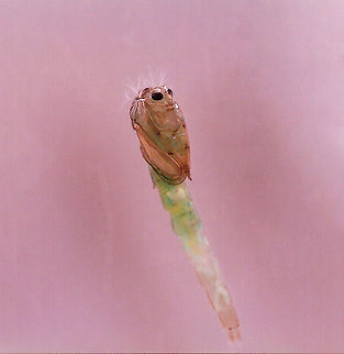 Midge Pupa - Chironomidae This is the pupa of the large larva seen in this spotting:
https://www.jungledragon.com/image/95895/midge_chironomidae_larva_with_midge_tanypodinae_larvae.html

It pupated last night and is quite cute with it's white fluffy hair and greenish body.  All the tiny larvae from the previous spotting have either died or pupated. 

Habitat: Captured in a pond and reared/photographed at home.
https://www.jungledragon.com/image/96054/midge_pupa_-_chironomidae.html
https://www.jungledragon.com/image/96056/midge_pupa_-_chironomidae.html
 Chironomidae,Geotagged,United States,midge,pupa