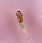 Midge Pupa - Chironomidae This is the pupa of the large larva seen in this spotting:<br />
https://www.jungledragon.com/image/95895/midge_chironomidae_larva_with_midge_tanypodinae_larvae.html<br />
<br />
It pupated last night and is quite cute with it's white fluffy hair and greenish body.  All the tiny larvae from the previous spotting have either died or pupated. <br />
<br />
Habitat: Captured in a pond and reared/photographed at home.<br />
https://www.jungledragon.com/image/96054/midge_pupa_-_chironomidae.html<br />
https://www.jungledragon.com/image/96056/midge_pupa_-_chironomidae.html<br />
 Chironomidae,Geotagged,United States,midge,pupa